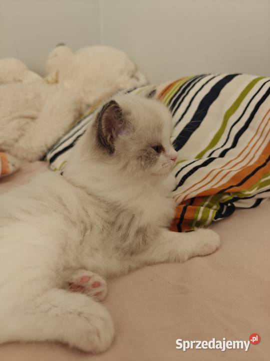 Kwintesencja ragdolla towarzyska kotka Rodowód Ragdoll Lublin