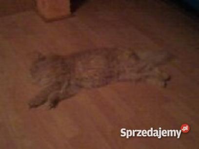 KOT PERSKI kremowy sprzedam