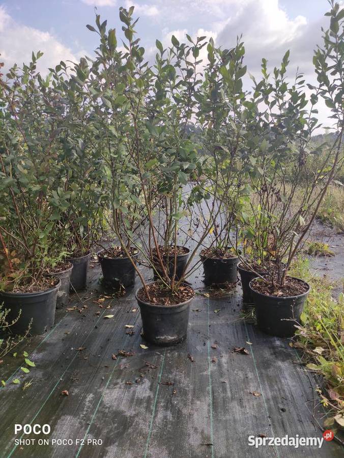 Owocujace Krzewy Borówki transport Owocowe Sanok