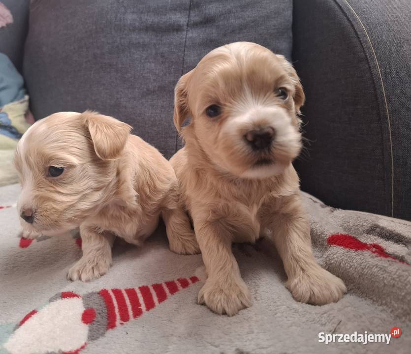 Maltipoo piesek suczka pudel miniaturowy sprzedam