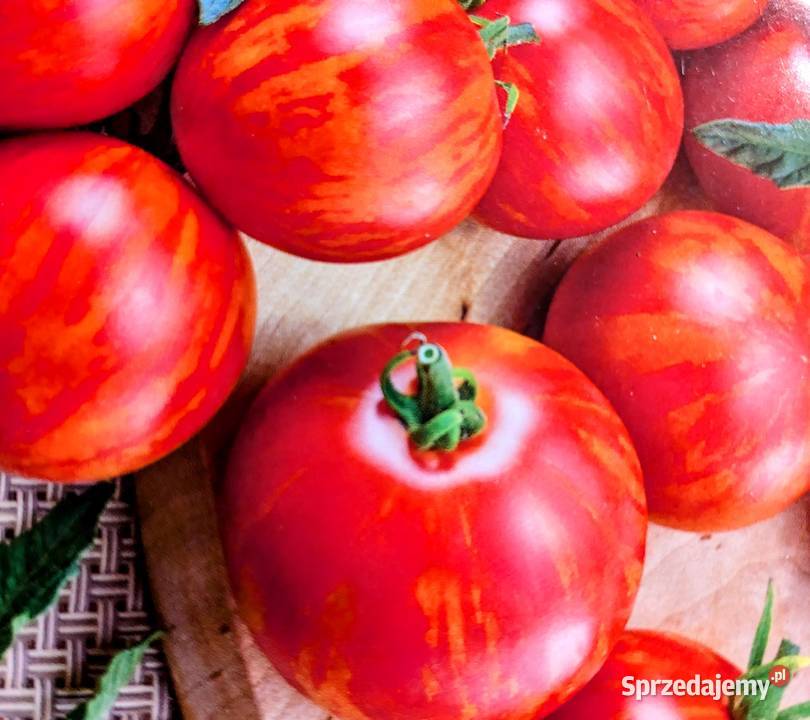 Oxheart Tigirella tygrys paskowa i stara odmiana małopolskie Kraków