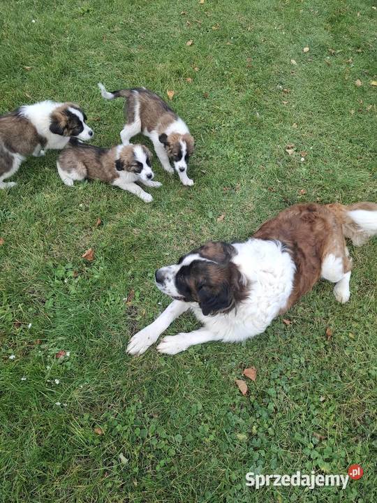 Sprzedam szczeniaki rasy Bernardyn Zwierzęta Dolsko