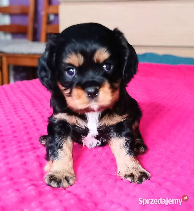 Piękny piesek Cavalier z rodowodem i wyprawką