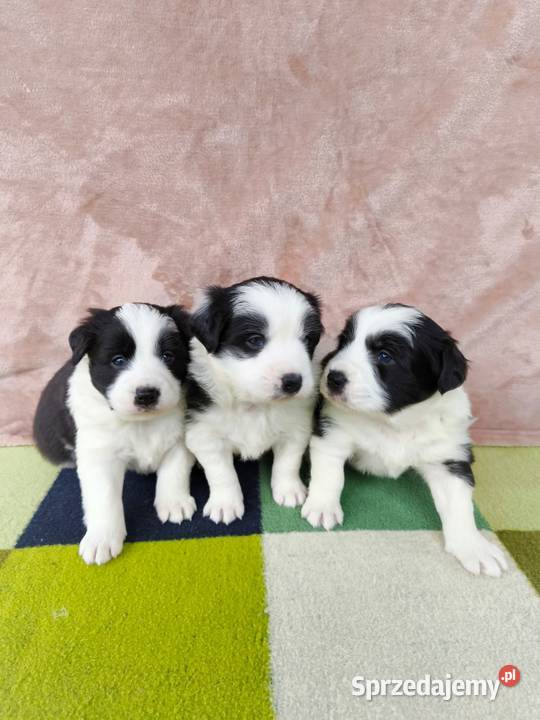 Szczeniaczki Border Collie