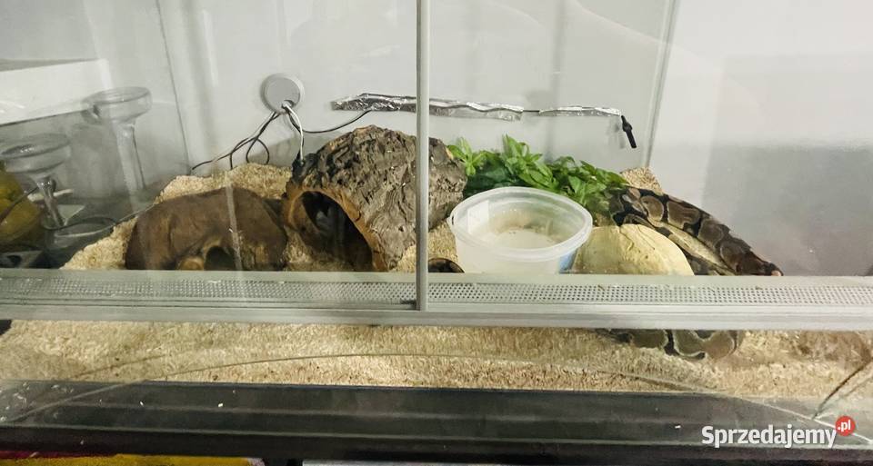 Pyton królewski samiec z terrarium 80x50x40 Ostrołęka