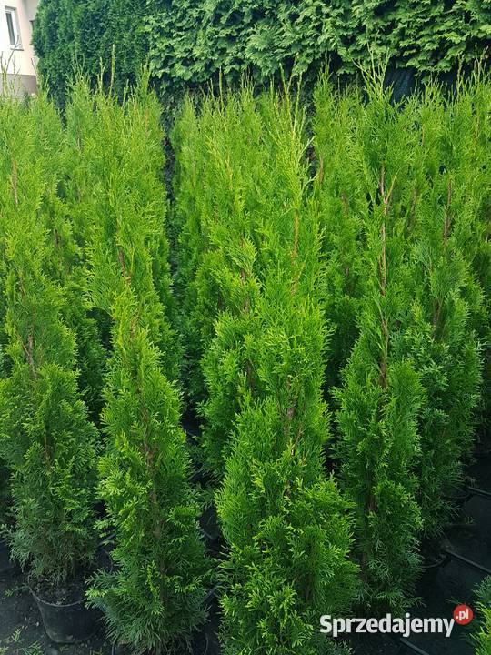 Tuja Szmaragd 140150 Ukorzenione TRANSPORT mazowieckie Ożarów Mazowiecki