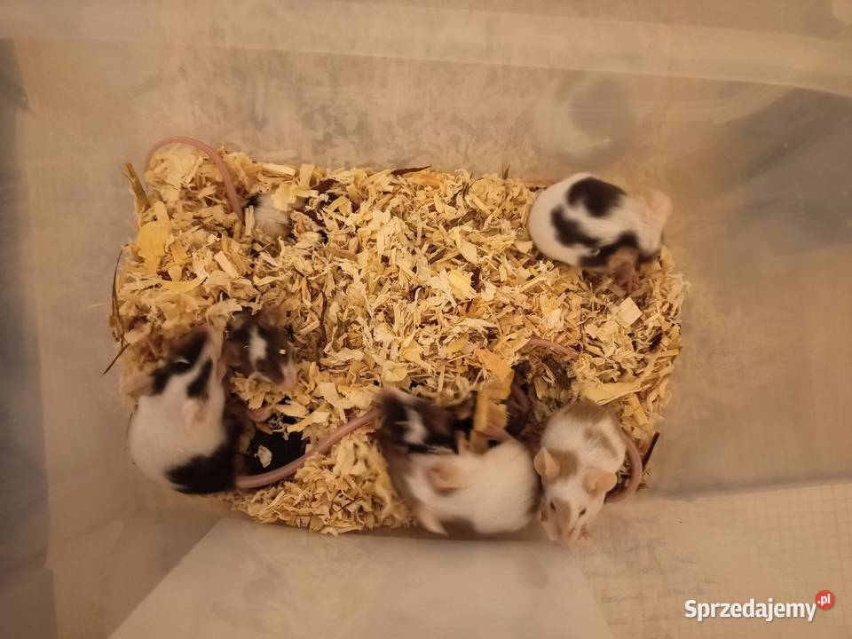 Mysz domowa mus musculus maść japońska Słupsk
