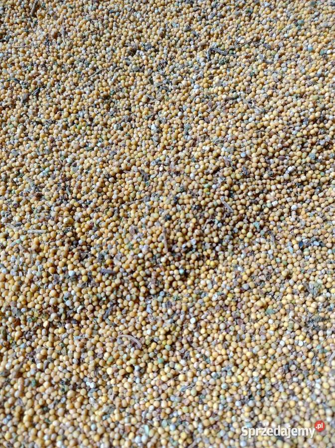 GRYKA Ekologiczna Z CERTYFIKATEM czyszczona Zahajki-Kolonia