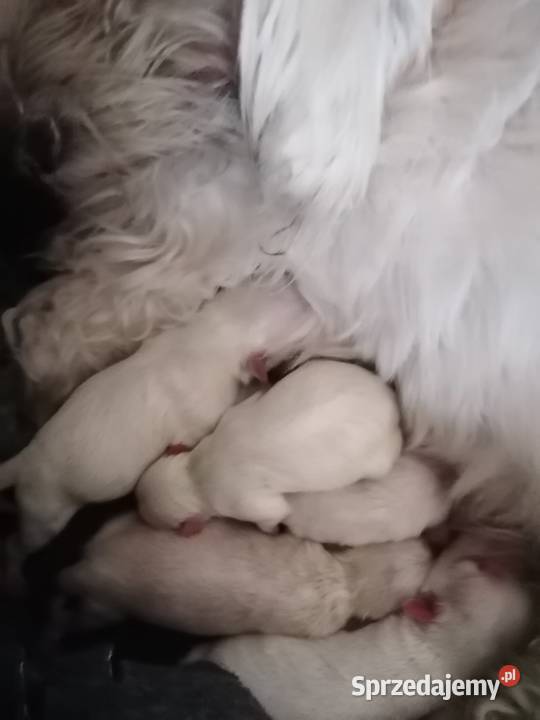 Piękny Maltańczyk z rodowodem Mysłowice