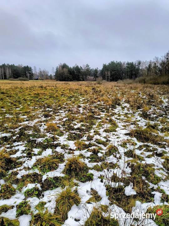 Działka rekreacyjna 3004 m2 w Karwiku rekreacyjna Sprzedaż Karwik
