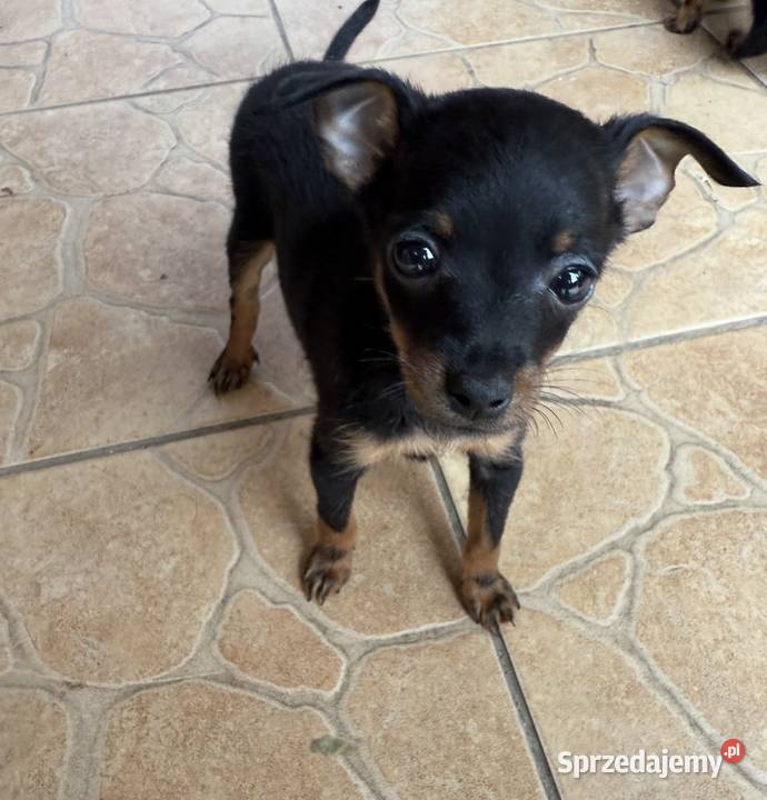 pinczer miniaturowy Opatów