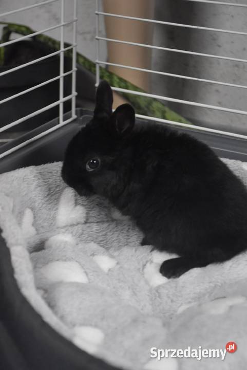 Karzełek rex Miniaturka Mini królik miniaturka Lipno