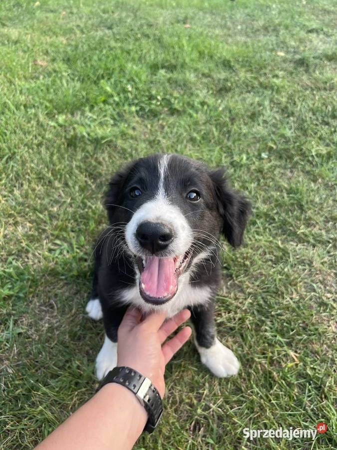 Border Collie szczeniaki sprzedam