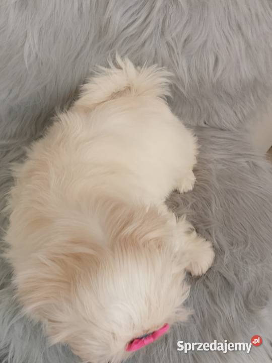 Unikatowa suczka rasy ShihTzu