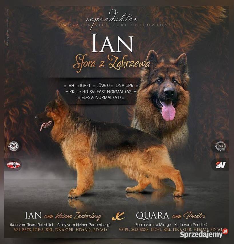 Owczarek Niemiecki FCI Duże Mocne Szczenięta Owczarek Kraków