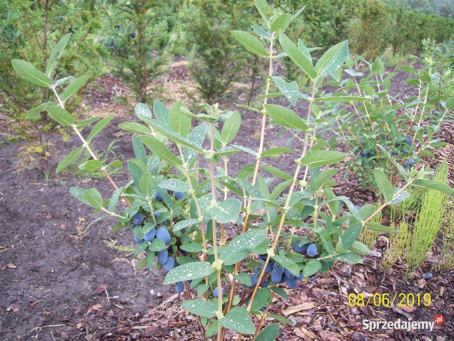 Jagoda Kamczacka Borówka Amerykańska dolnośląskie Zacharzyce sprzedam