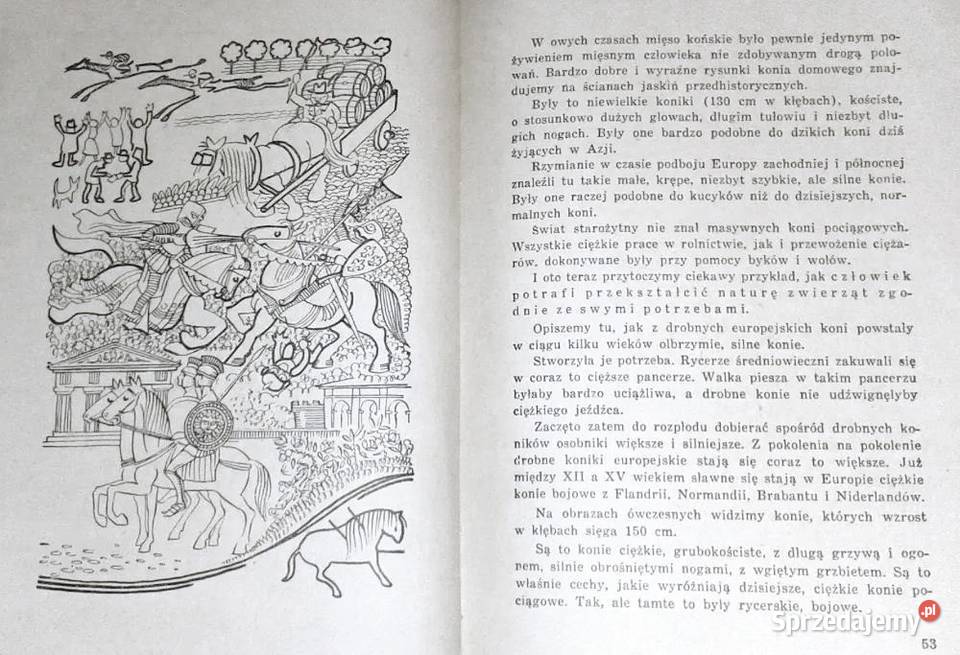 W poszukiwaniu rodowodu D Jarząbek Chełm