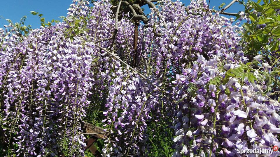 działka ROD Energetyk 1 Poznań Wincentego 1 Poznań