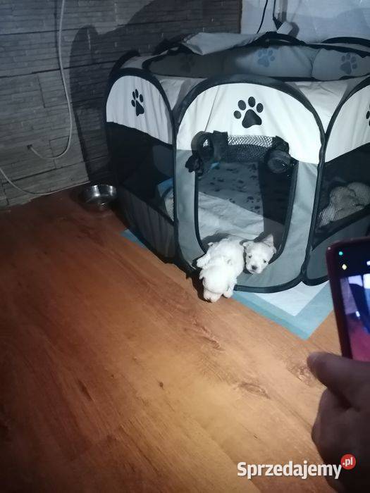 Przepiękne maltańczyki z rodowodem Maltańczyk Mysłowice