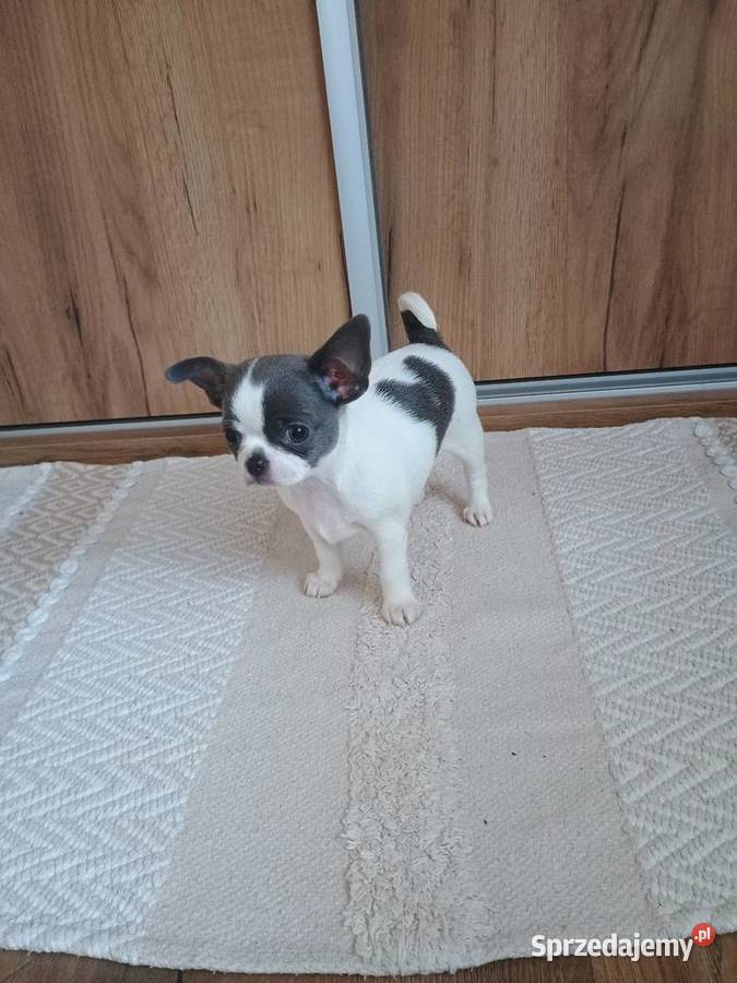 Chihuahua dziewczynka piękna
