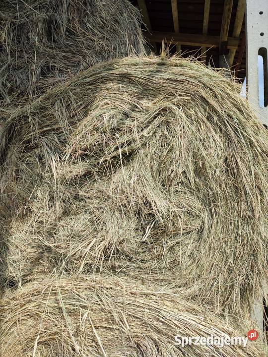 Siano zbiór 2023 roku duże baloty 150x120 Chwałowice