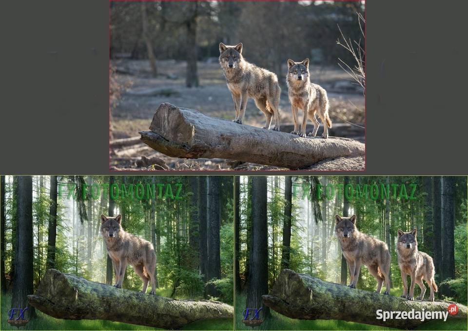 Obróbka zdjęć Retusz zdjęć Fotomontaż zdjęć