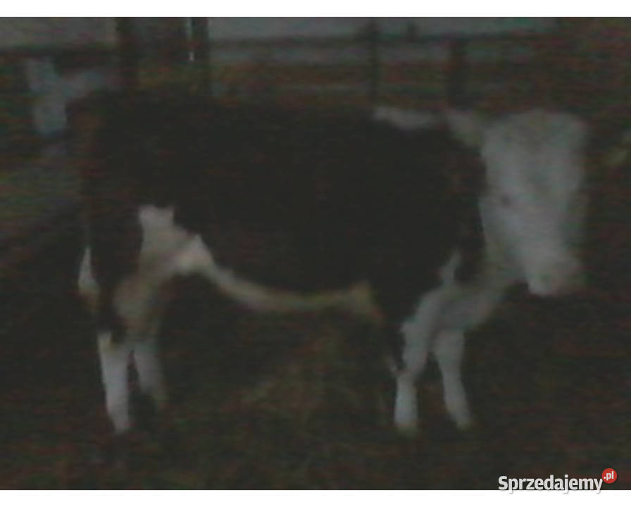 Sprzedam Odsadki Mięsne Byczek i 2 Jałówki Rolnictwo Czaryż