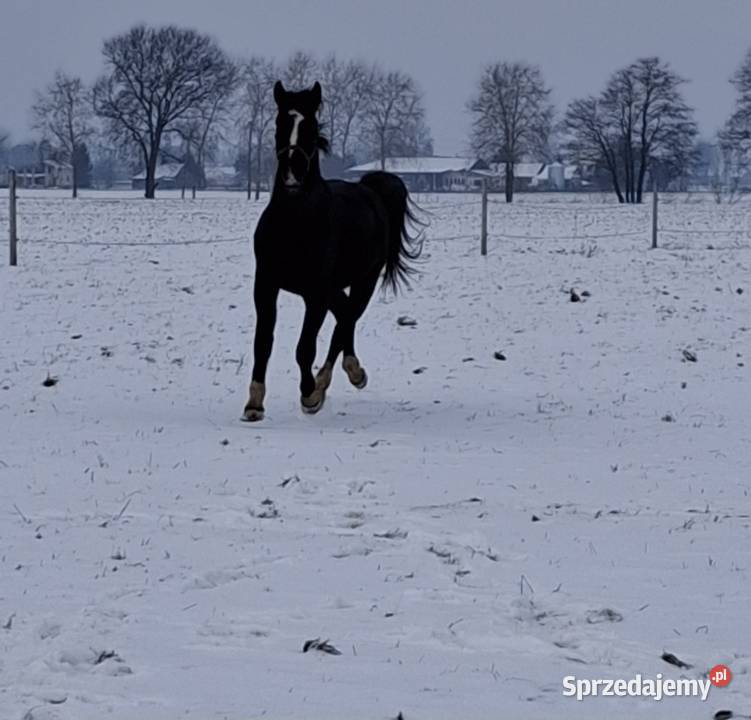 Sprzedam wałacha Jabłoń
