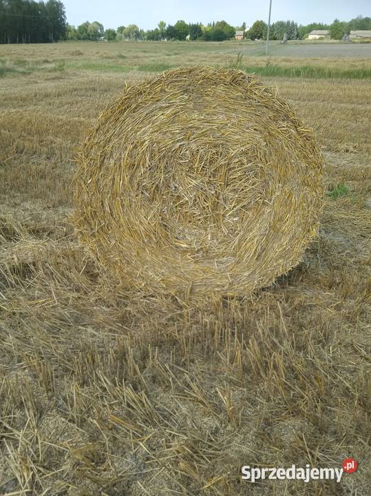 Słoma pszenna 2025 Białopole