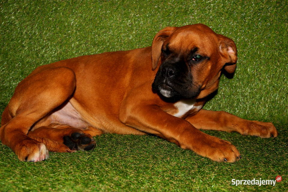 Piesek DIEGO Bokser z hodowli Family Bokser