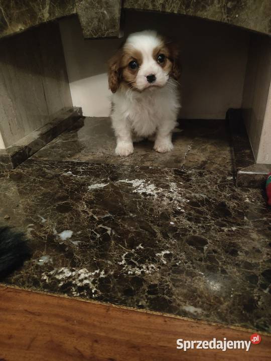 Cavalier King Charles Spaniel Zwierzęta Garwolin