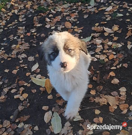 Owczarek środkowoazjatyczki szczenię dolnośląskie Złotów