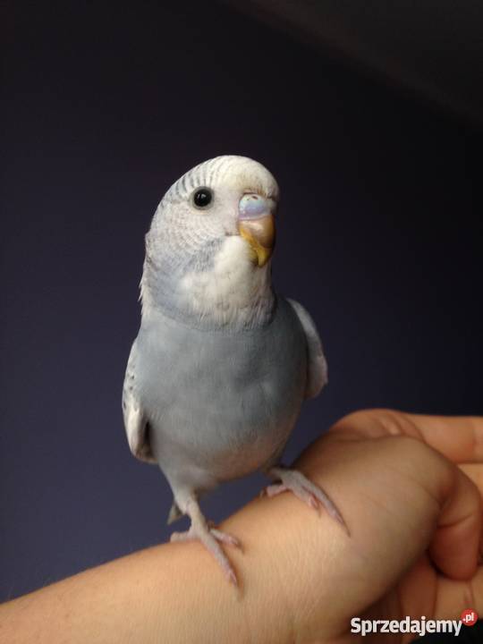Papugi faliste ręcznie karmione Góra