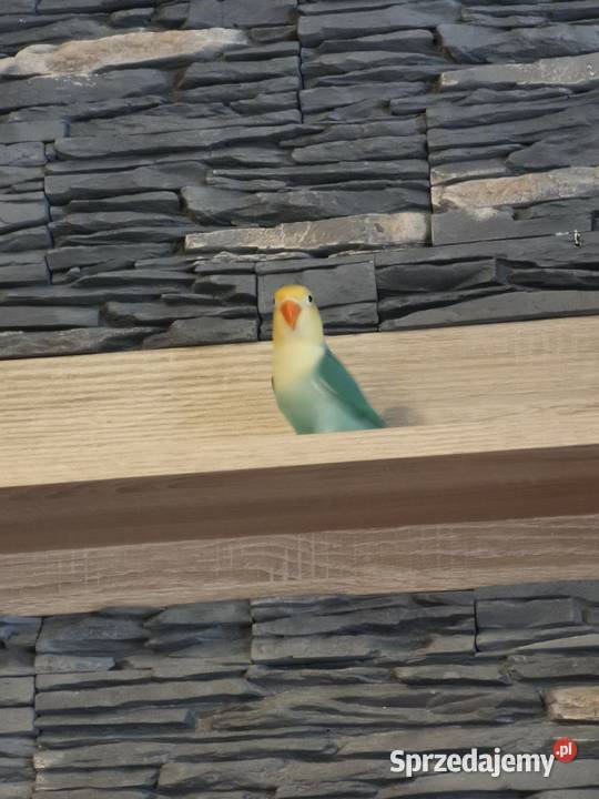 Papużki nierozłączki Fischer Ptaki