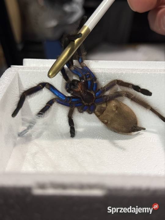 Ptaszniki pająki pająk skakun skorpion pomorskie Gdańsk