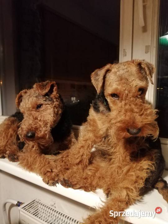 Terier walijski szczenięta Mosina