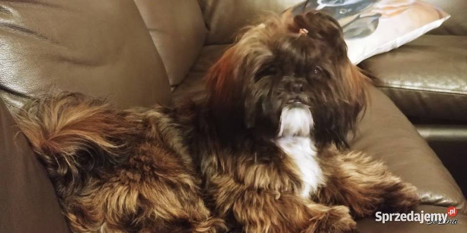 Reproduktor shih tzu z genem blue Zawiercie