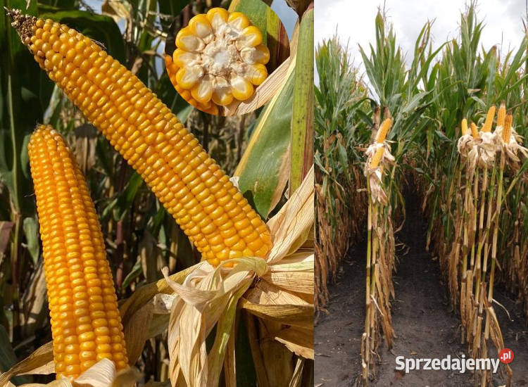 Nasiona kukurydza SY Aniston FAO 250 na kiszonkę Radzyń Chełmiński