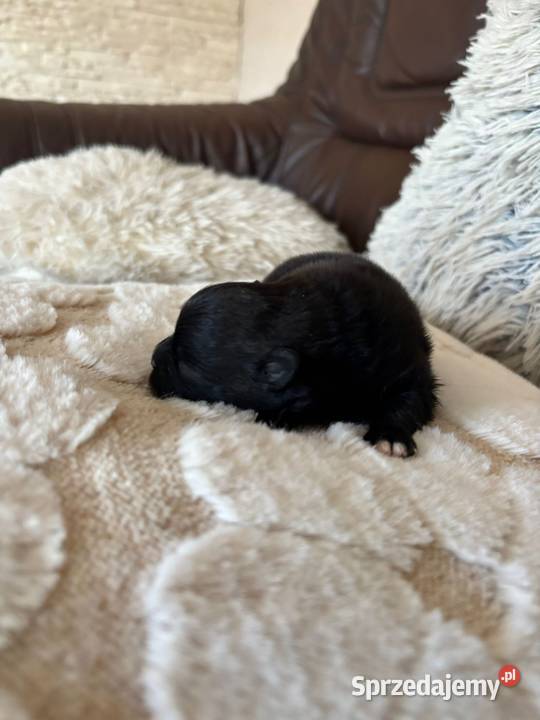 Szpic miniaturowy pomeranian boy śląskie Taciszów