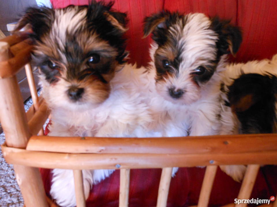 york biewer dolnośląskie Głogów