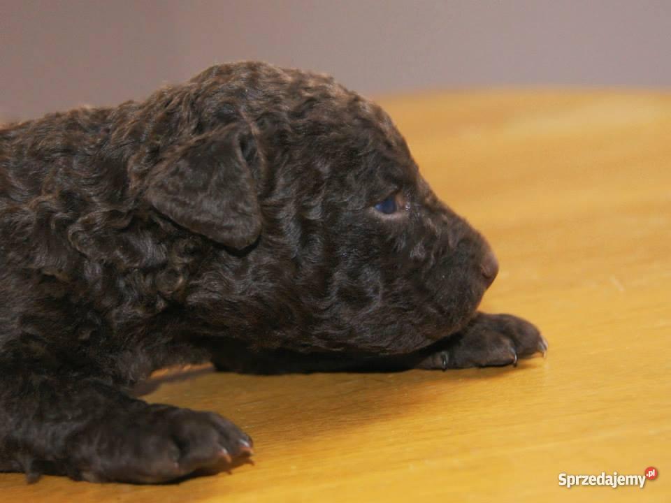Curly Coated Retriever szczenieta Warszawa