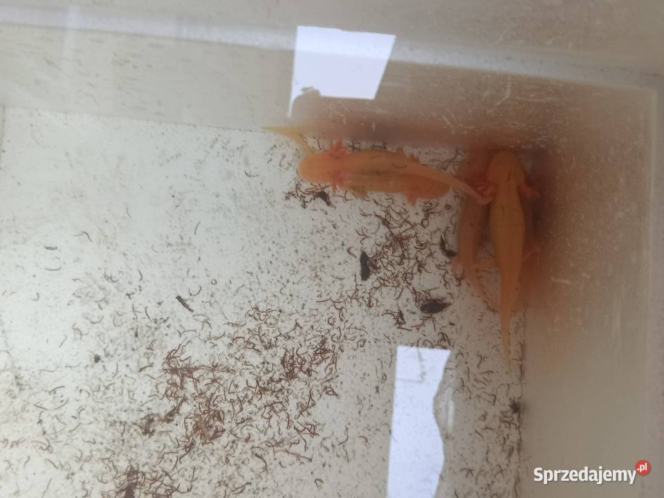 Asolotii Meksykański możliwość dostawy dopłata Poznań