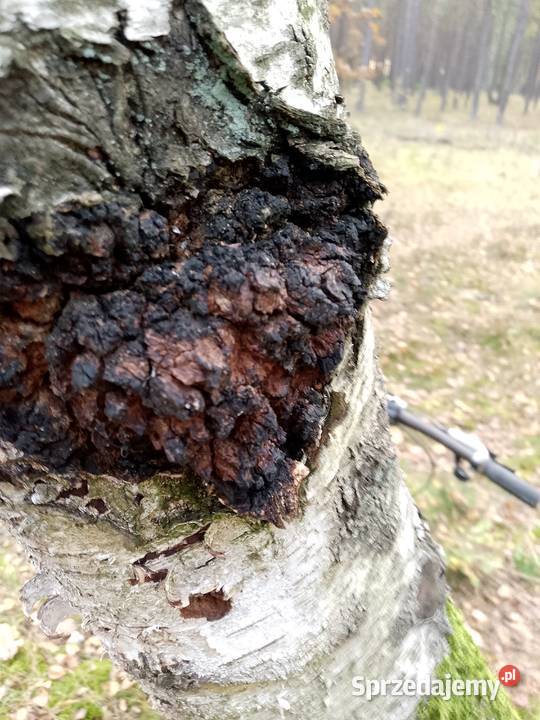 Czagachaga błyskoporek podkorowy sprzedam Wałcz