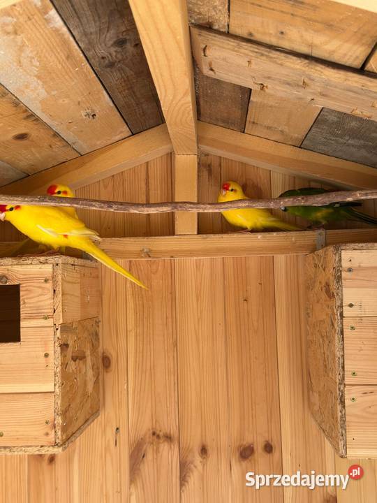 Papugi kozy KAKARKI Modrolotki Czerwonoczelne Ptaki Starogard Gdański