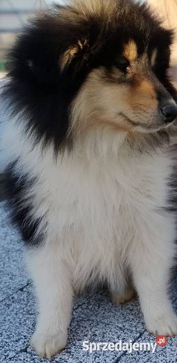Owczarek szkocki collie ZKwP FCI Owczarek