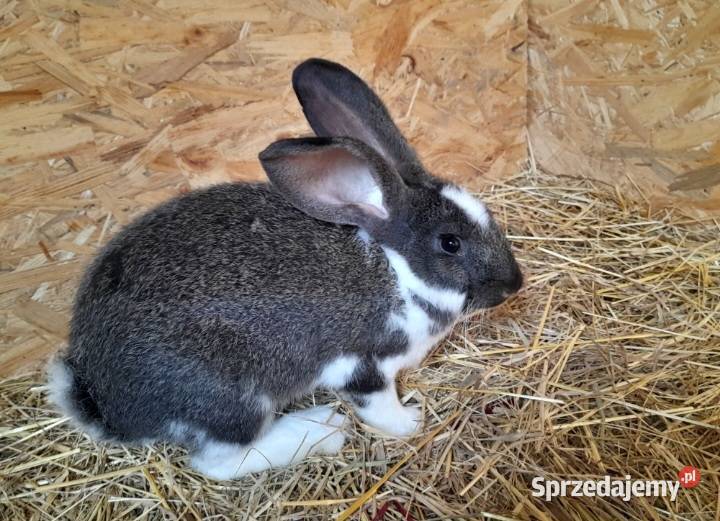 Sprzedam samce 56 miesięcy Radlna