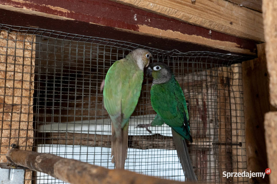 Para rudosterki zielonolice podkarpackie