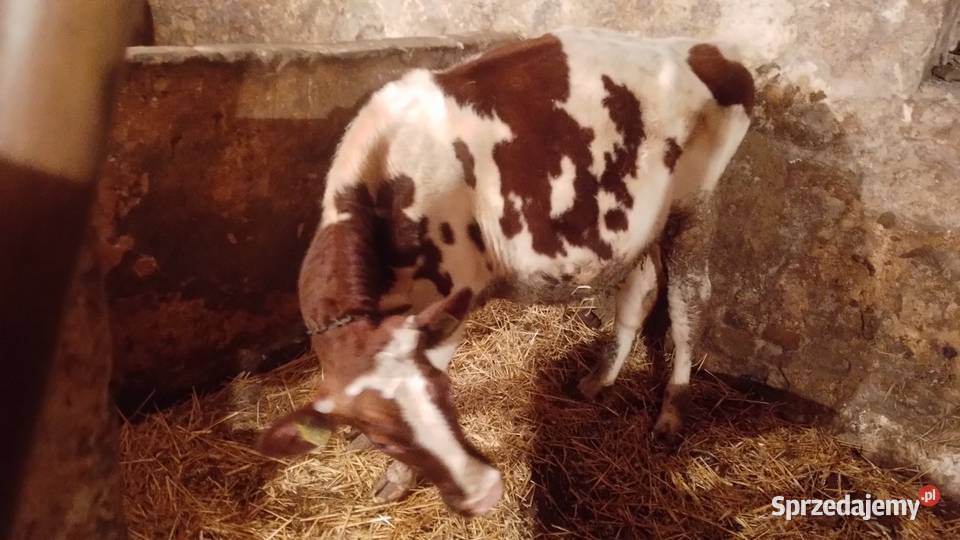 Likwidacja stada sprzedam 3 Opole