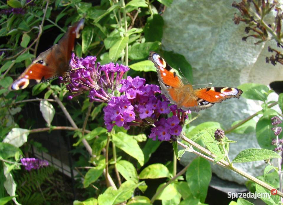 Budleja x2 kwiat motyli świetny Przemyśl