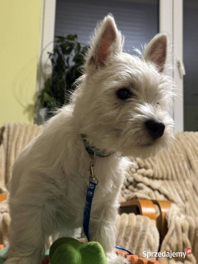 WEST HIGHLAND WHITE TERRIER sprzedam
